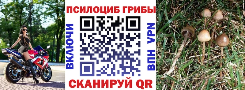 Купить где  Зерноград  Галлюциногенные грибы мицелий 